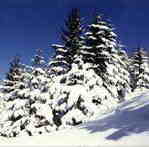 Winterlandschaft mit schneebedeckten Bumen